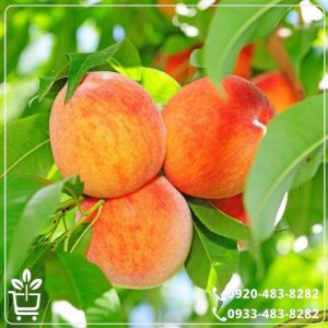 قیمت نهال هلو قجیر قانات