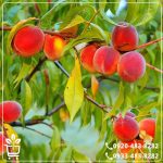 خرید نهال هلو قجیر قانات