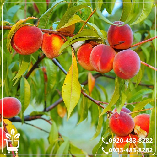 خرید نهال هلو قجیر قانات