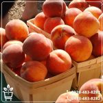 قیمت نهال هلو کاظمی