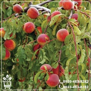 خرید نهال هلو کاظمی