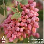 قیمت نهال پسته احمد آقایی پیوندی