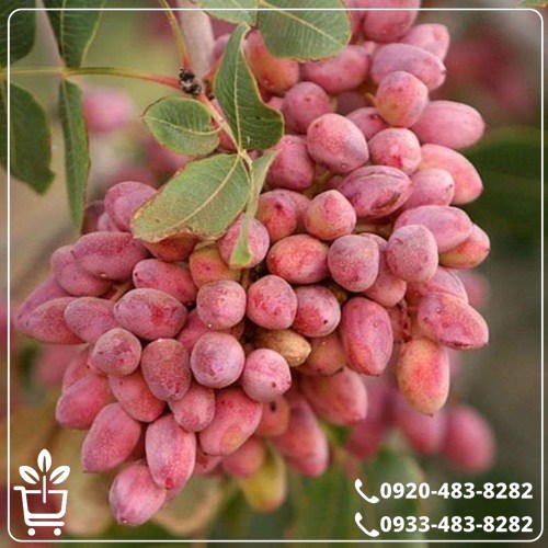 قیمت نهال پسته احمد آقایی پیوندی