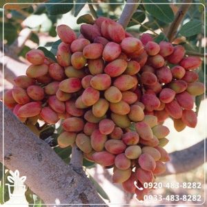 خرید نهال پسته احمد آقایی پیوندی