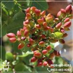 قیمت نهال پسته اسرائیلی