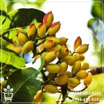 خرید نهال پسته اسرائیلی