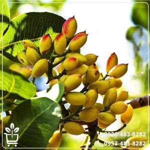 خرید نهال پسته اسرائیلی