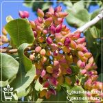 قیمت نهال پسته اکبری پیوندی