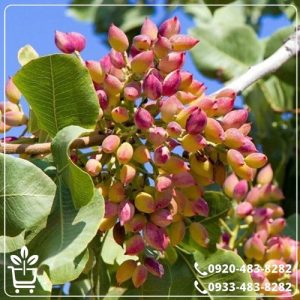 قیمت نهال پسته اکبری پیوندی