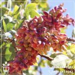 خرید نهال پسته اکبری پیوندی