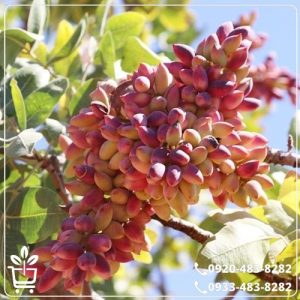 خرید نهال پسته اکبری پیوندی