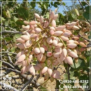 قیمت نهال پسته بادامی