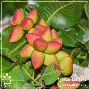 خرید نهال پسته بادامی