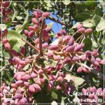 قیمت نهال پسته بادامی پیوندی