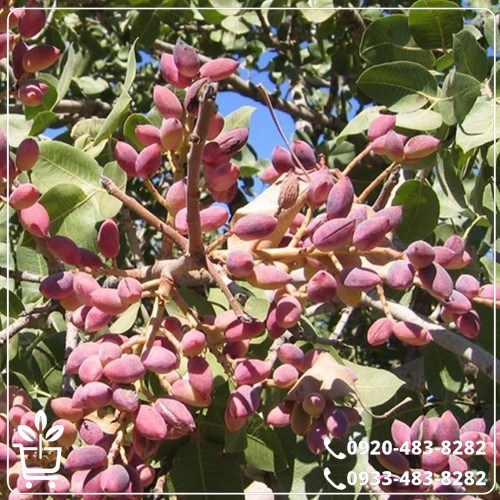 قیمت نهال پسته بادامی پیوندی