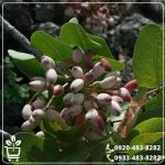 خرید نهال پسته بادامی پیوندی