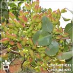 قیمت نهال پسته خنجری دامغان