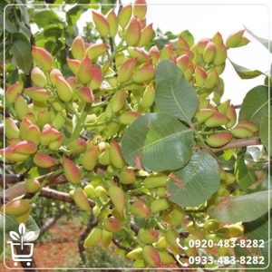 قیمت نهال پسته خنجری دامغان