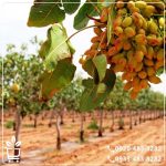 خرید نهال پسته خنجری دامغان