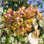 قیمت نهال پسته خوشه ای