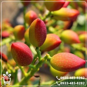 خرید نهال پسته خوشه ای