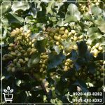 قیمت نهال پسته رفسنجان