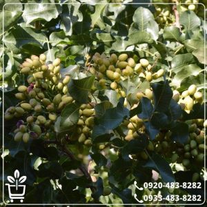 قیمت نهال پسته رفسنجان