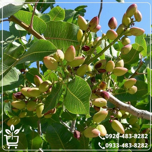 خرید نهال پسته رفسنجان