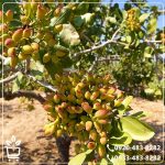 قیمت نهال پسته هیبریدی پیوندی