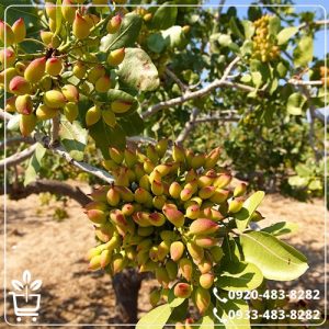 قیمت نهال پسته هیبریدی پیوندی