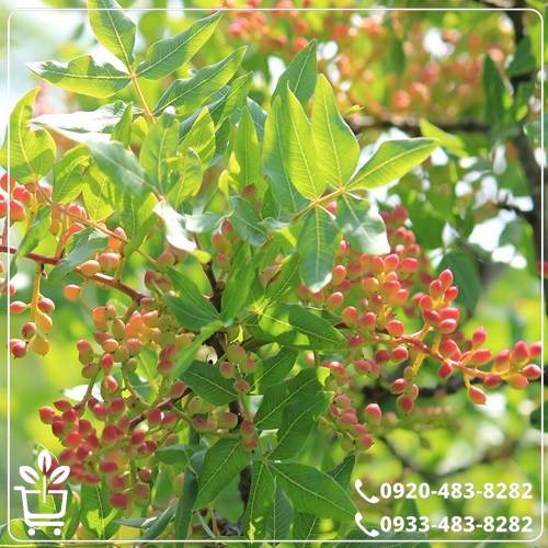 خرید نهال پسته هیبریدی پیوندی