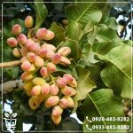 قیمت نهال پسته پایه ممتاز