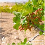 خرید نهال پسته پایه ممتاز