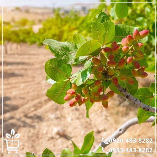 خرید نهال پسته پایه ممتاز