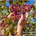 قیمت نهال پسته پایه پیوندی