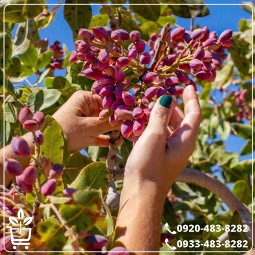 قیمت نهال پسته پایه پیوندی