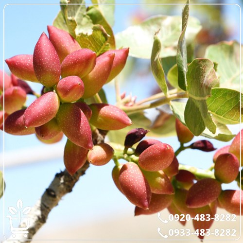 خرید نهال پسته پایه پیوندی