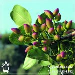 قیمت نهال پسته پیوندی