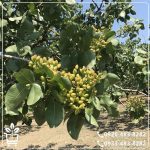 خرید نهال پسته پیوندی