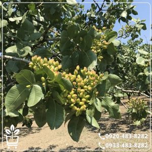 خرید نهال پسته پیوندی