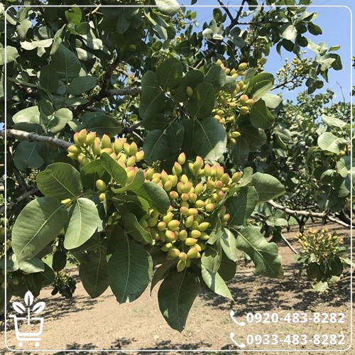 خرید نهال پسته پیوندی