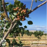 قیمت نهال پسته پیوندی ایرانی