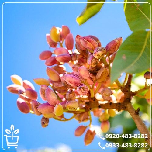 خرید نهال پسته پیوندی ایرانی