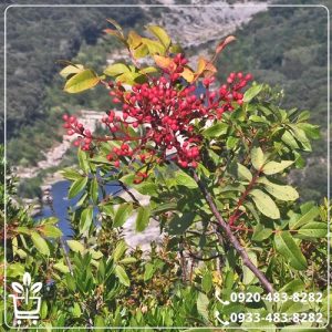 قیمت نهال پسته کله قوچی پیوندی