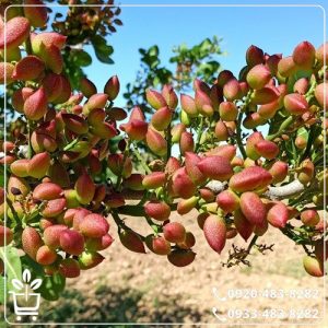 خرید نهال پسته کله قوچی پیوندی