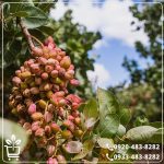 قیمت نهال پسته یو سی بی وان