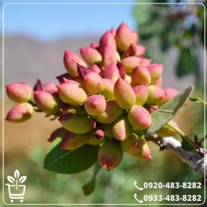 خرید نهال پسته یو سی بی وان