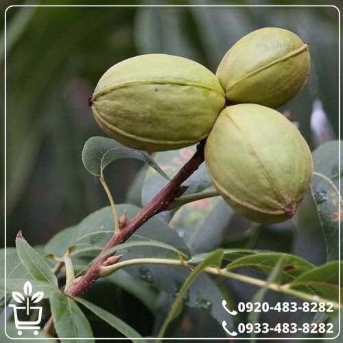 خرید نهال گردو تخم مرغی