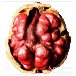 قیمت نهال گردو تو سرخ