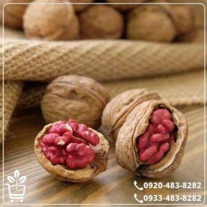 خرید نهال گردو تو سرخ